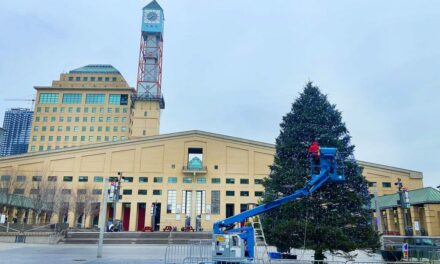 insauga: Christmas tree arrives for light up and rink opening event in Mississauga